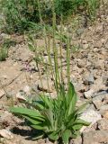 Plantago depressa