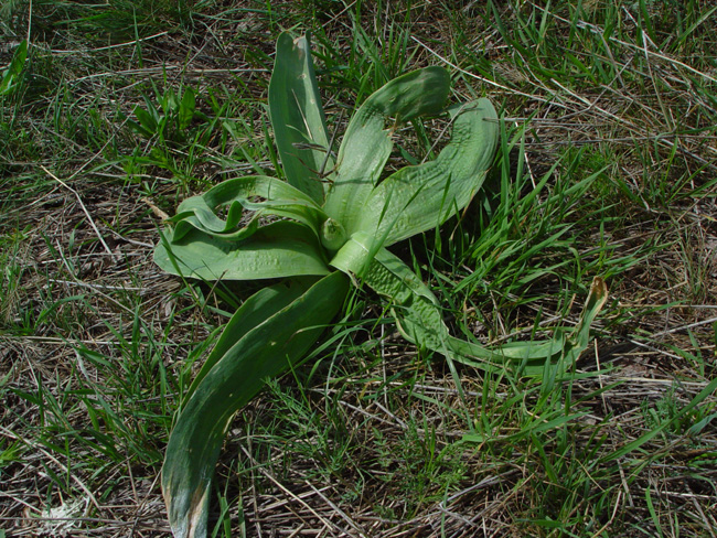 Image of Allium suworowii specimen.