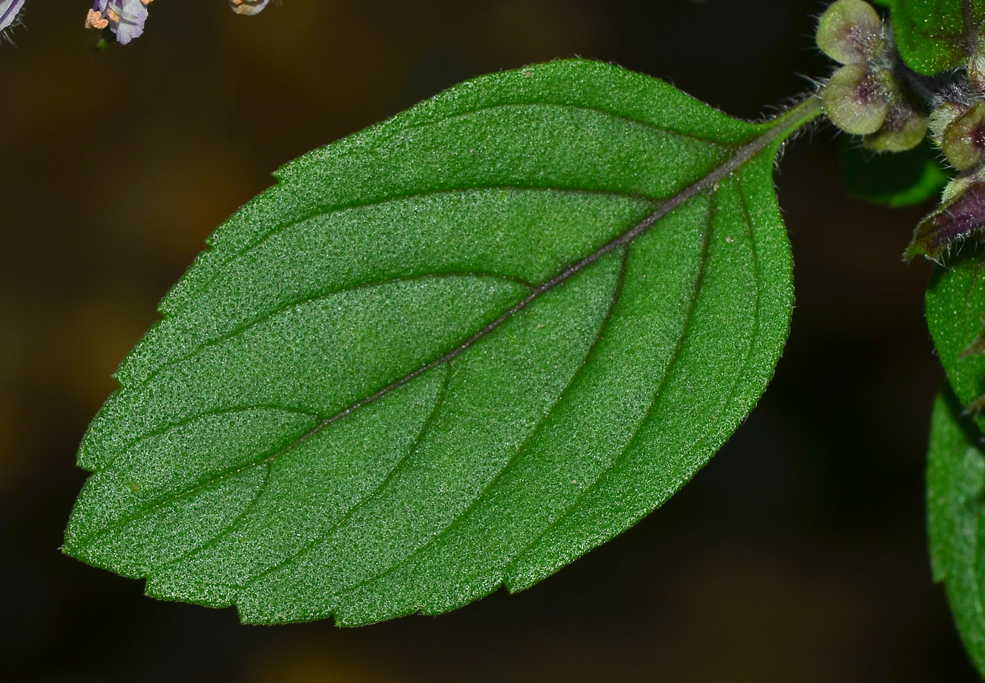 Image of genus Ocimum specimen.