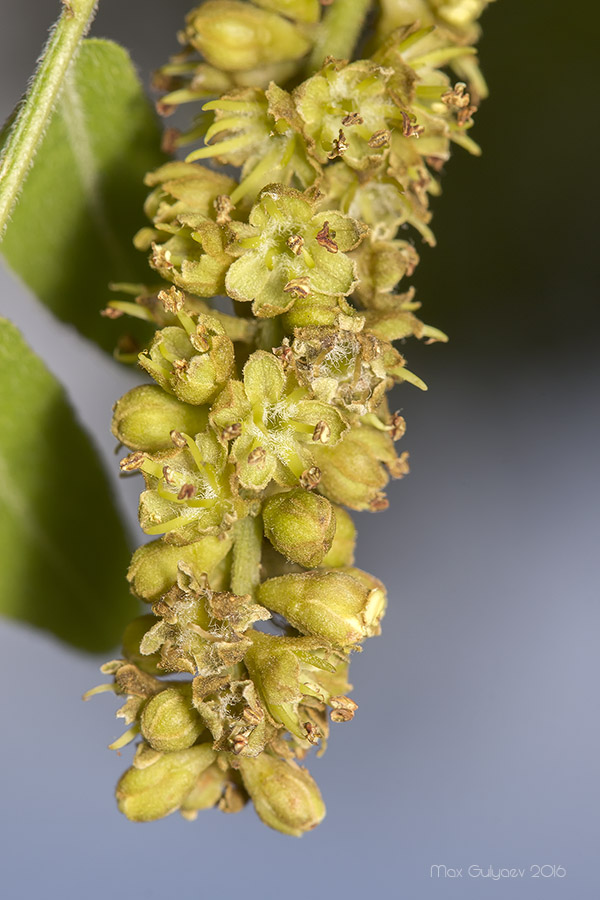 Изображение особи Gleditsia triacanthos.