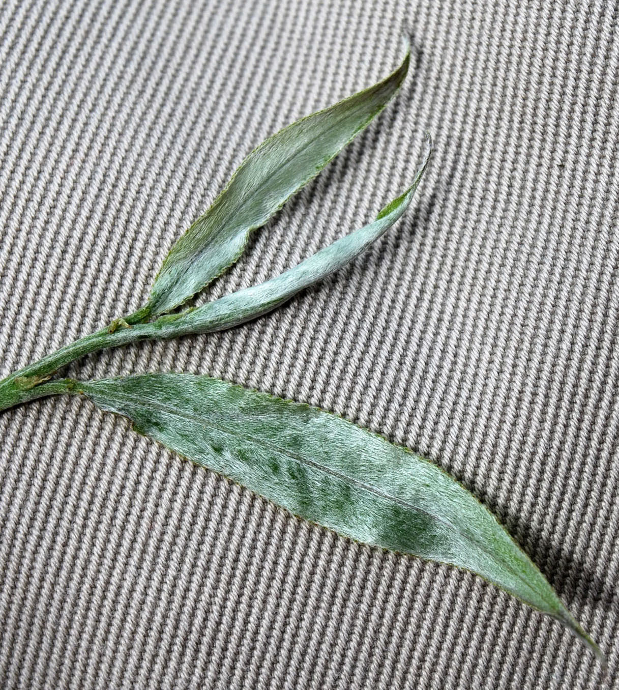 Image of Salix &times; fragilis specimen.