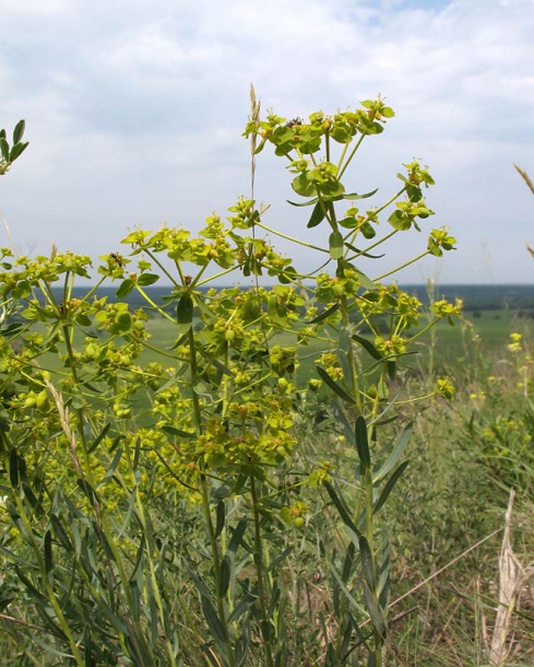 Изображение особи Euphorbia seguieriana.