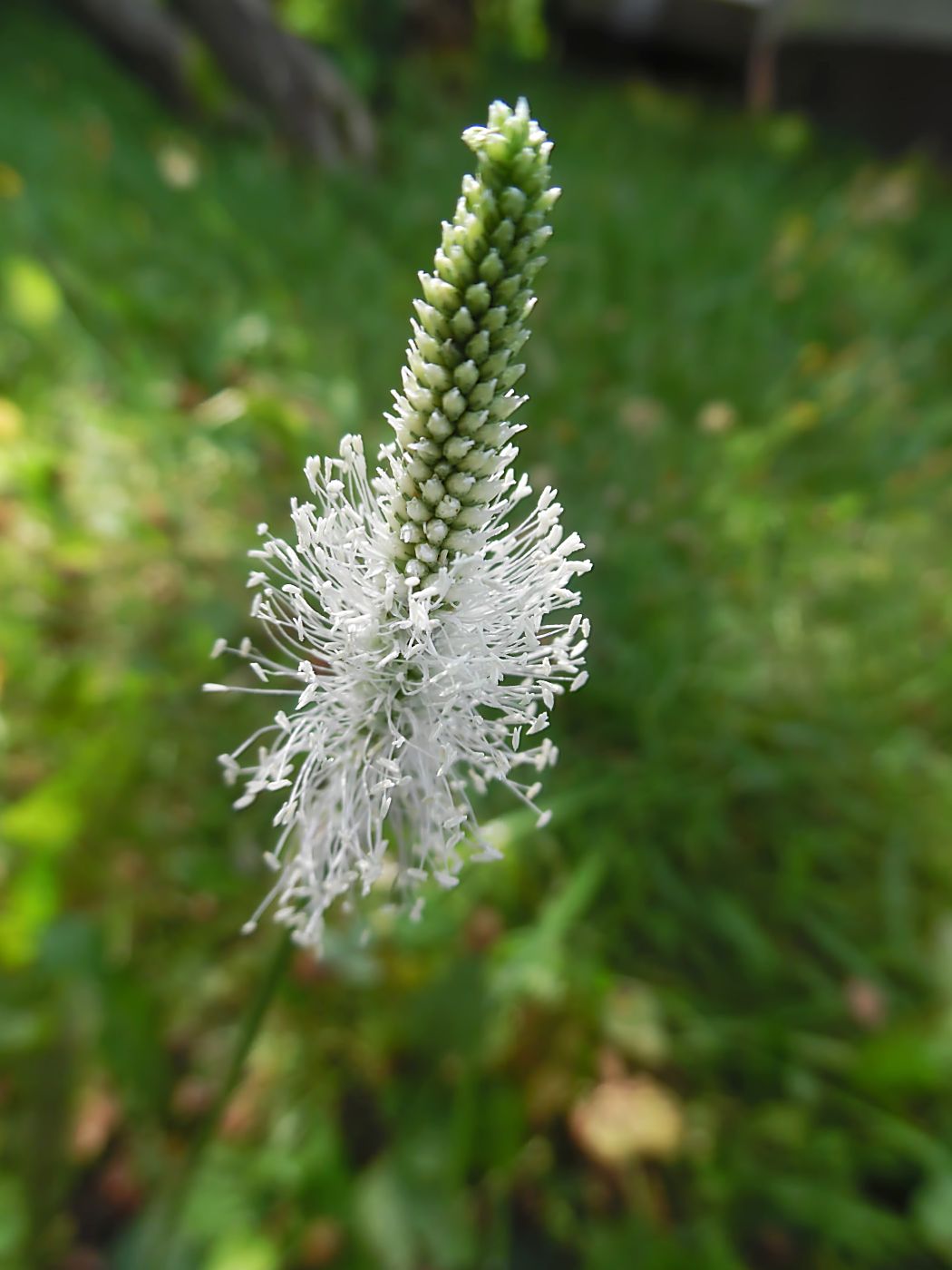 Image of Plantago urvillei specimen.