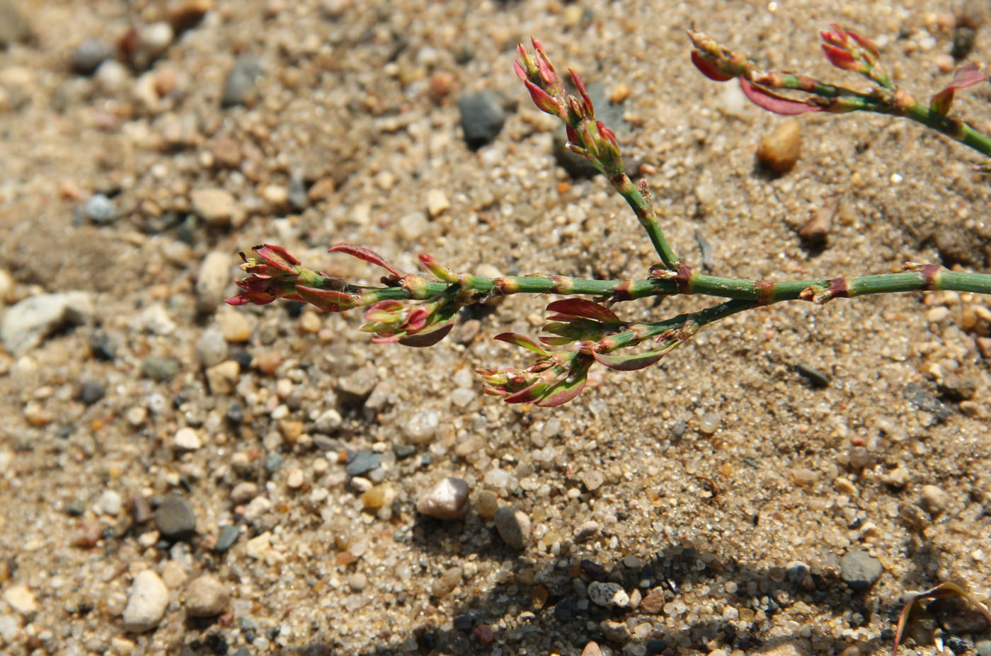 Изображение особи Polygonum aviculare.