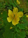 Chelidonium majus. Аномальный 6-лепестковый цветок. Марий Эл, г. Йошкар-Ола, заброшенный газон у жилого дома по ул. Успенской. 27.09.2016.