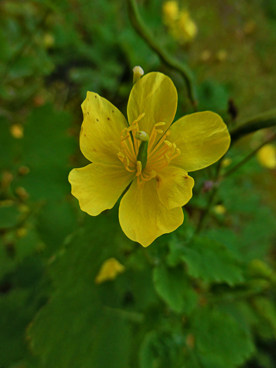 Изображение особи Chelidonium majus.