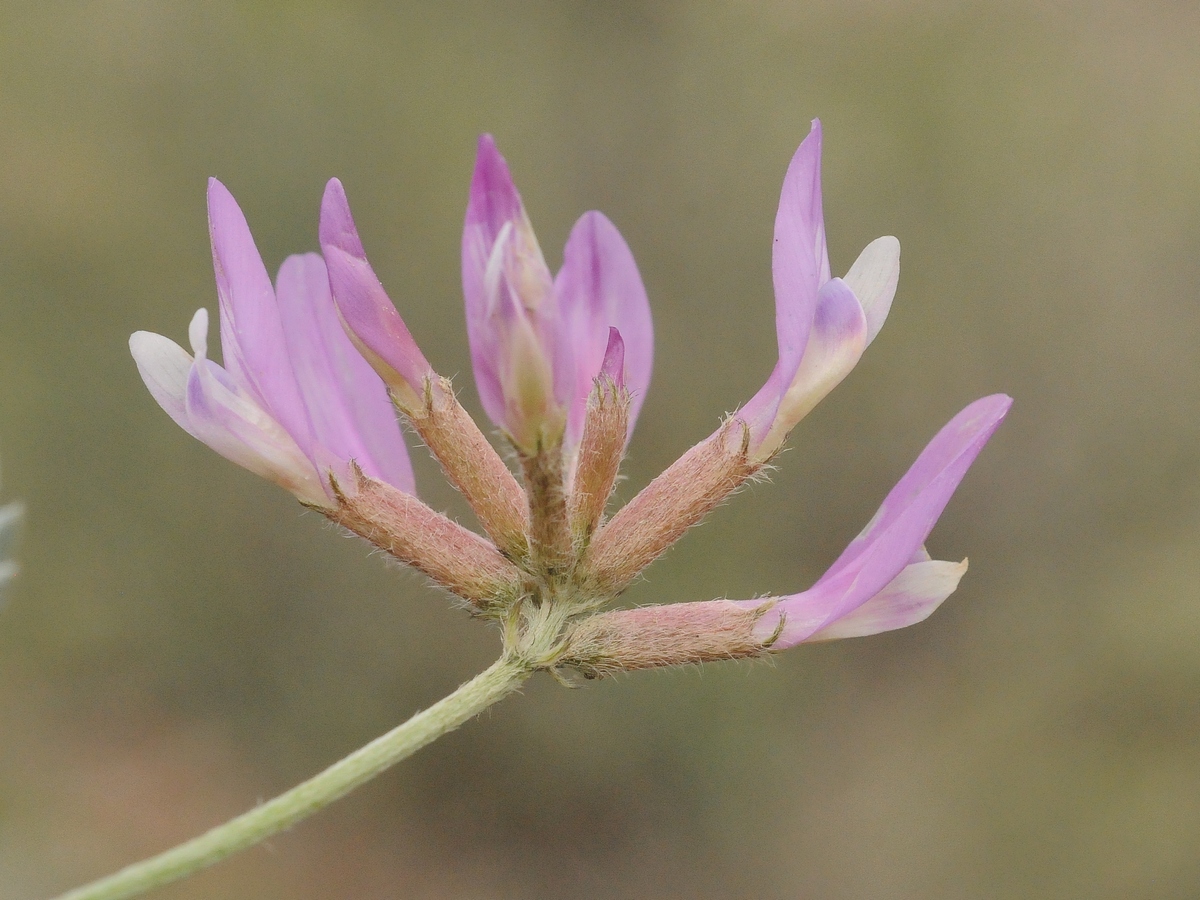 Изображение особи Astragalus petraeus.
