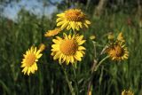 Senecio vernalis. Общее соцветие. Нидерланды, провинция Drenthe, национальный парк Drentsche Aa, на лугу у края велосипедной дорожки. 12 мая 2009 г.