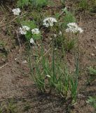 Allium ramosum