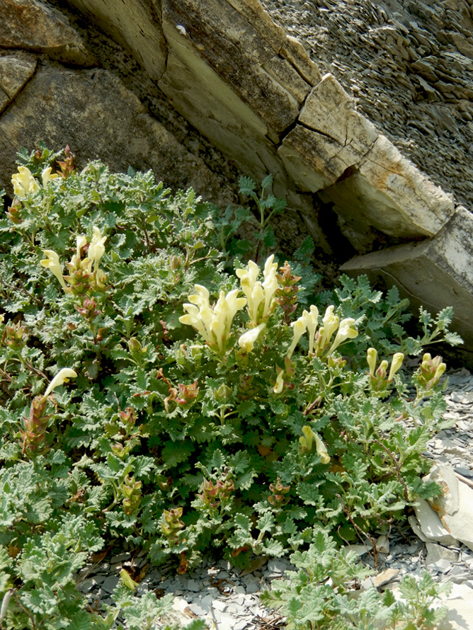 Image of Scutellaria novorossica specimen.