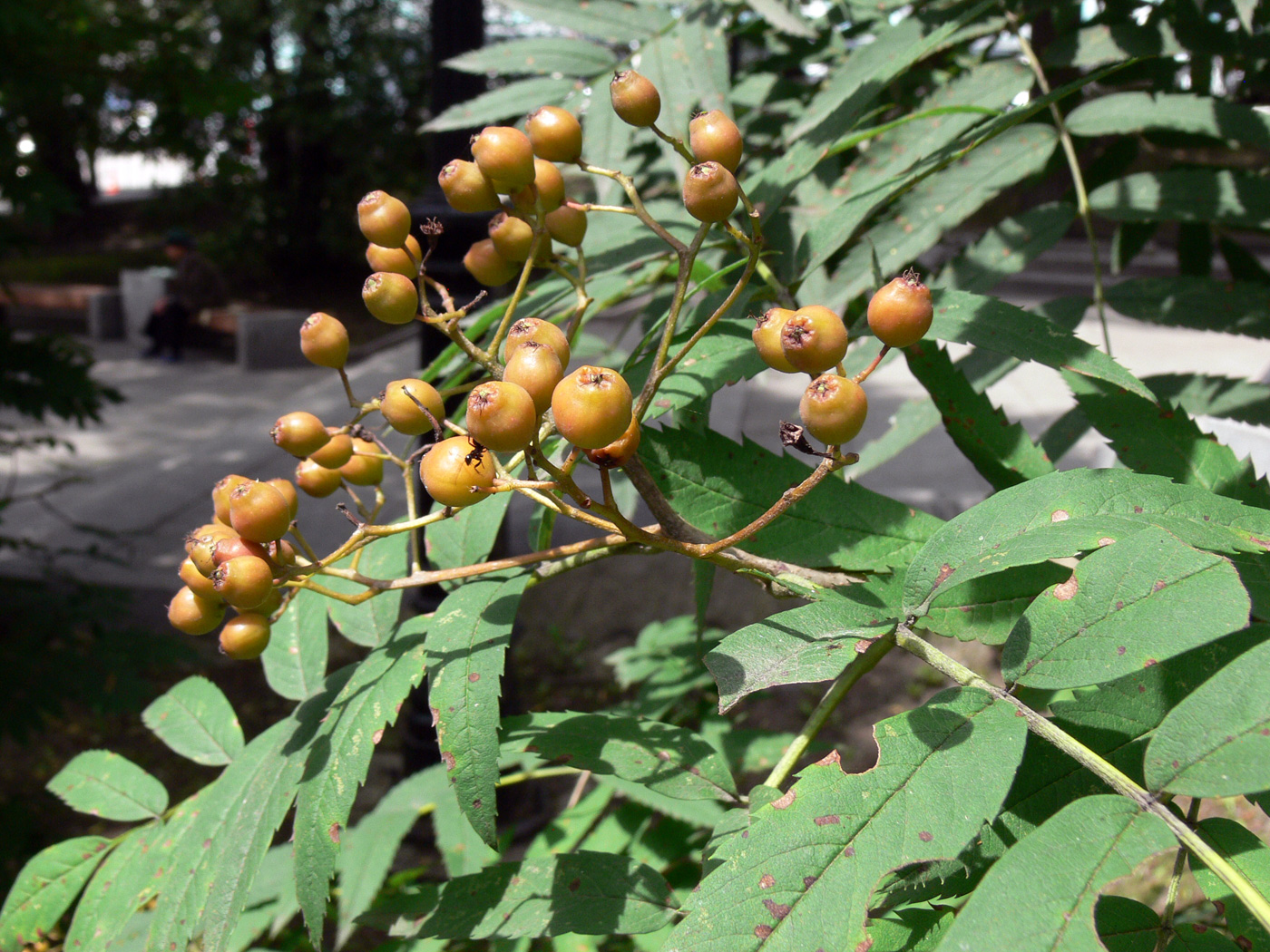 Image of Sorbus amurensis specimen.