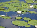 Nymphaea tetragona