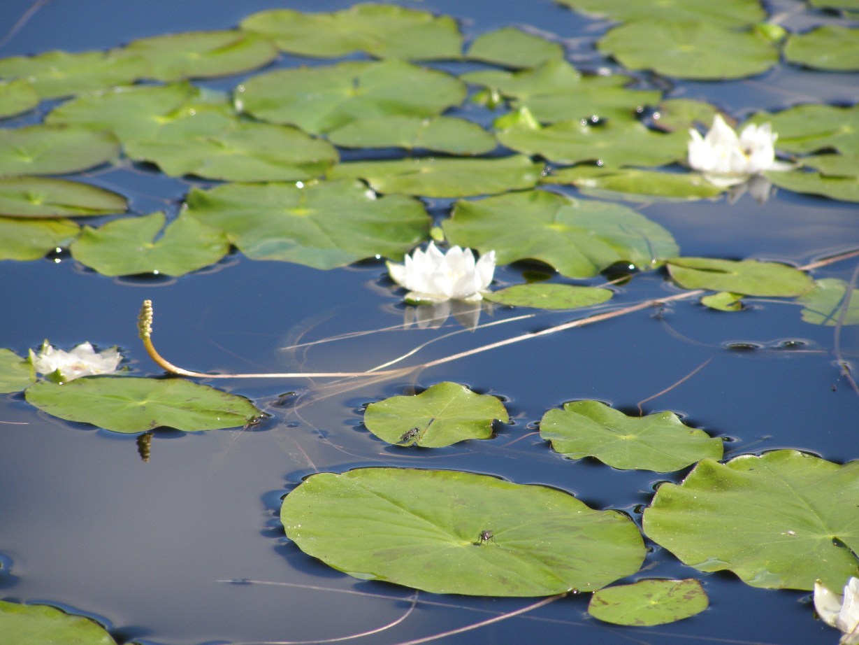 Image of Nymphaea tetragona specimen.