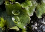 Marchantia polymorpha