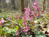 Corydalis caucasica