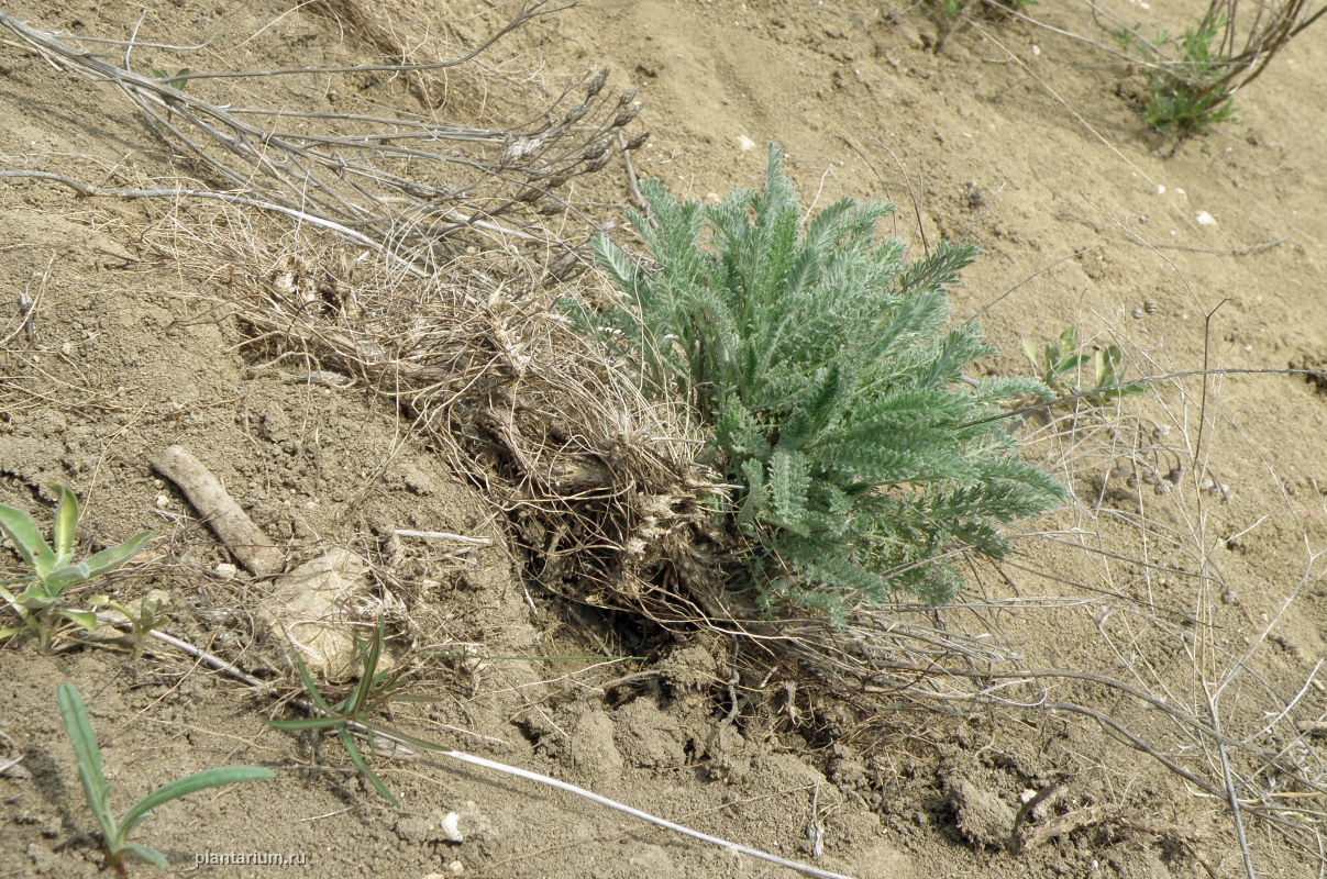 Image of Tanacetum millefolium specimen.