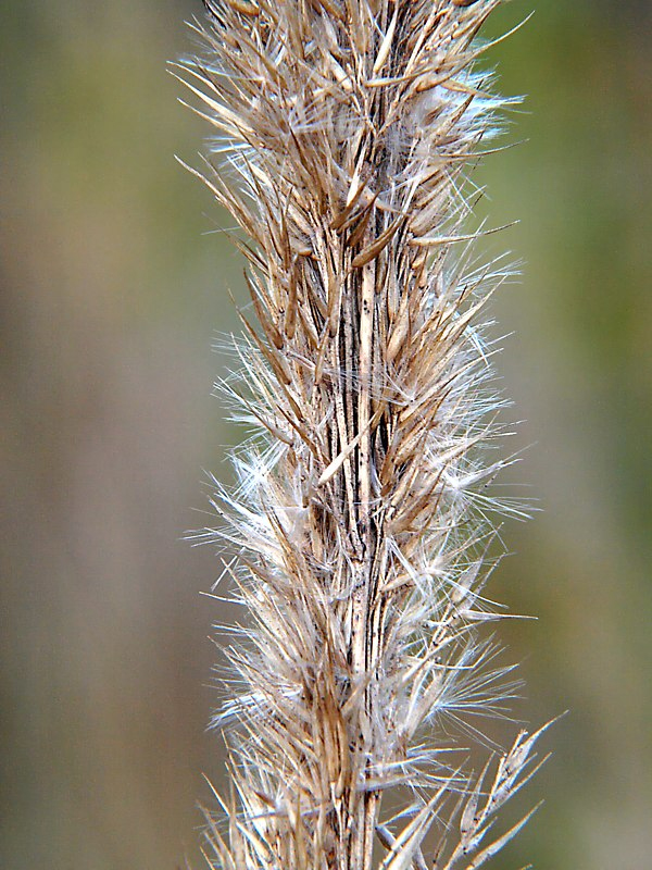 Image of Calamagrostis epigeios specimen.