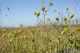 Bupleurum baldense