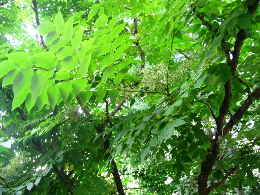 Image of Aralia elata specimen.