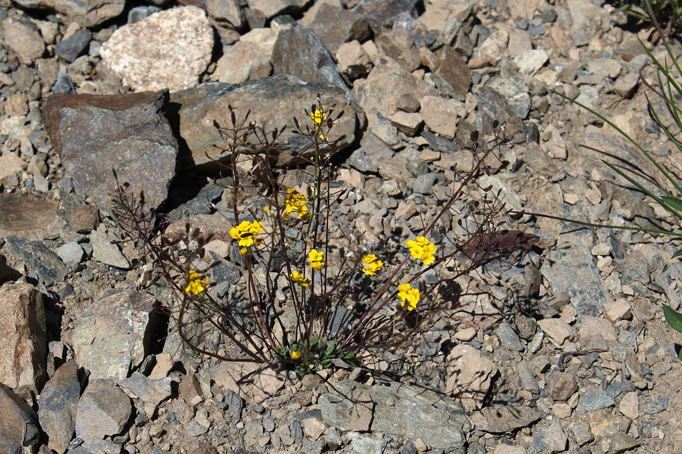 Изображение особи Draba hispida.