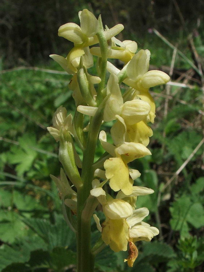 Image of Orchis pallens specimen.