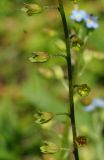 Myosotis cespitosa. Часть соплодия с созревающими плодами. Восточный Казахстан, г. Усть-Каменогорск, правый берег р. Иртыш, высыхающая часть заболоченного луга. 03.08.2017.