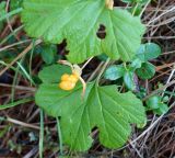 Rubus chamaemorus