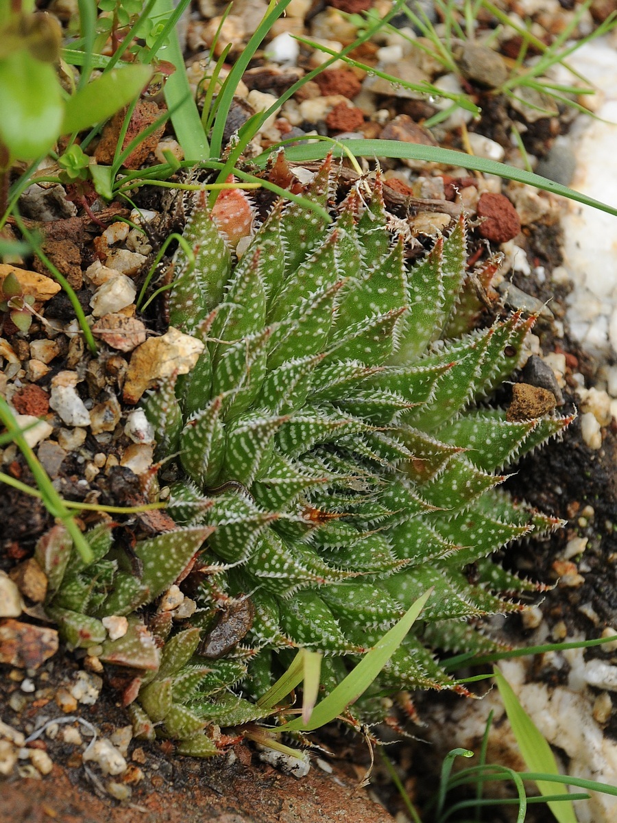 Image of Aloe aristata specimen.