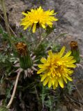 Taraxacum pectinatiforme