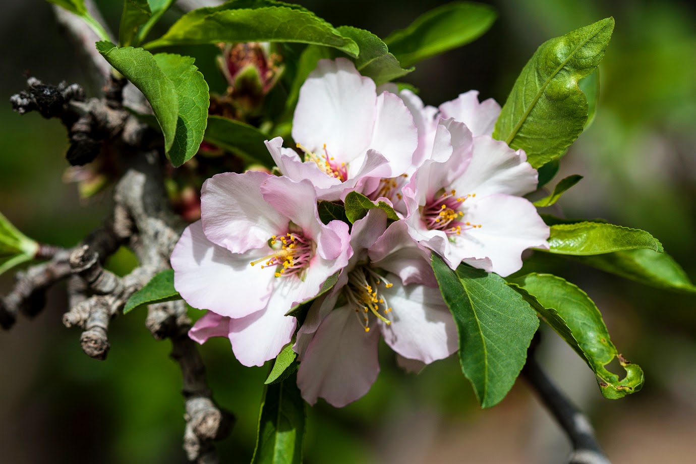 Изображение особи Amygdalus communis.