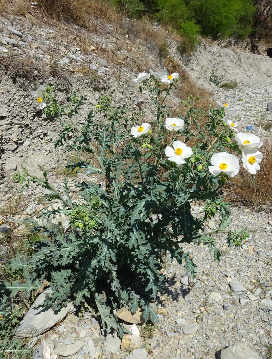 Image of Argemone corymbosa specimen.