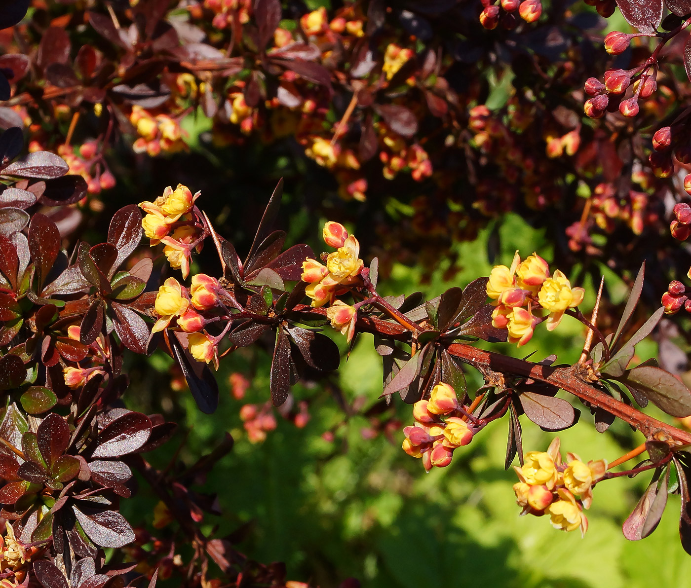 Image of Berberis thunbergii specimen.