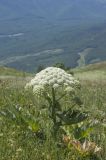 Heracleum stevenii. Цветущее растение. Горный Крым, гора Южная Демерджи. 21.06.2009.