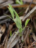 Lathyrus pratensis. Молодой побег. Санкт-Петербург, Старый Петергоф, сырой пустырь у платформы \"Университет\". 01.05.2010.