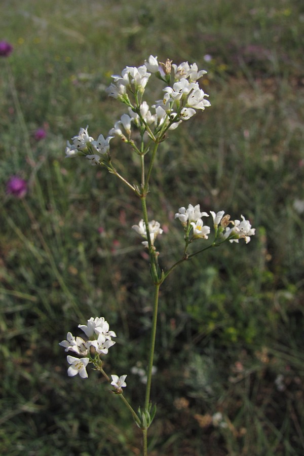 Изображение особи Galium xeroticum.