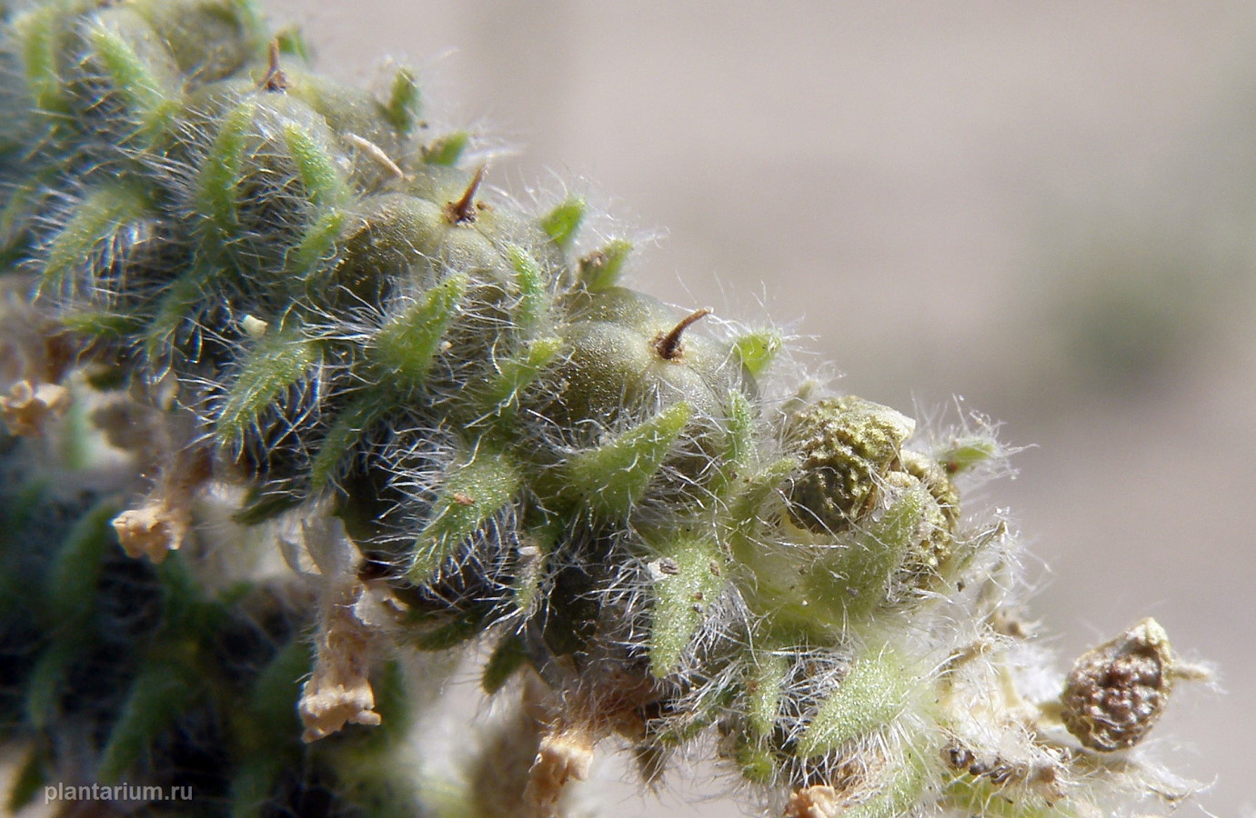 Image of genus Heliotropium specimen.