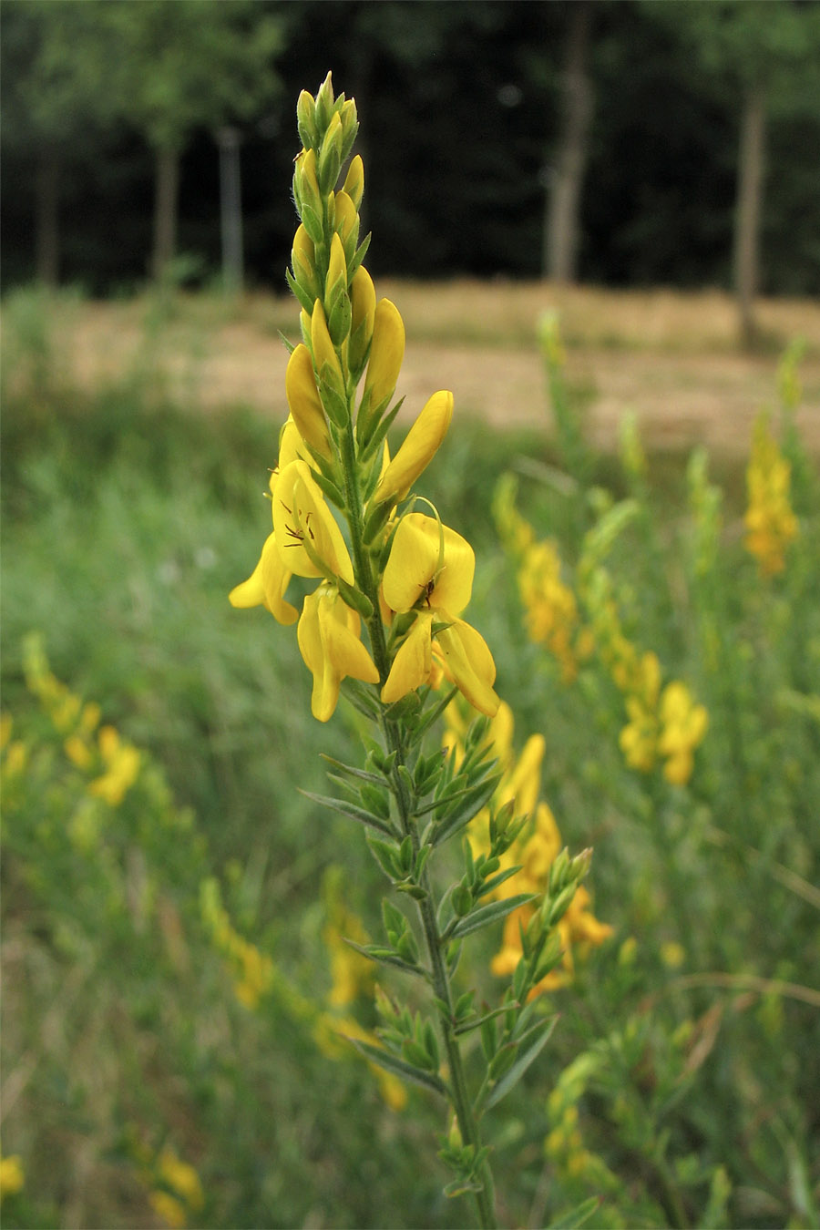 Image of Genista tinctoria specimen.