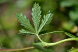 Potentilla caucasica