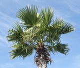 Washingtonia robusta. Верхушка вегетирующего растения. Черноморское побережье Кавказа, окр. г. Сочи, Адлер, Природный орнитологический парк в Имеретинской низменности, кластер №7, в культуре. 30.10.2018.