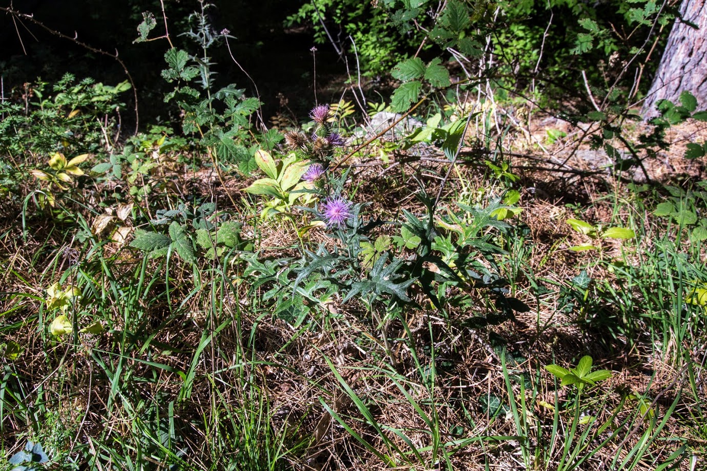 Изображение особи Cirsium laniflorum.