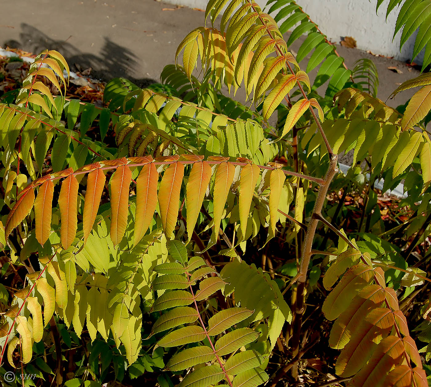 Image of Rhus typhina specimen.