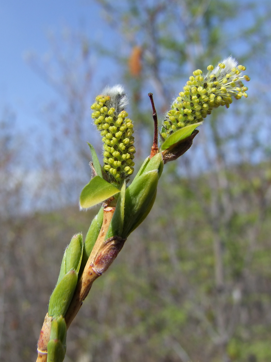 Image of Salix udensis specimen.