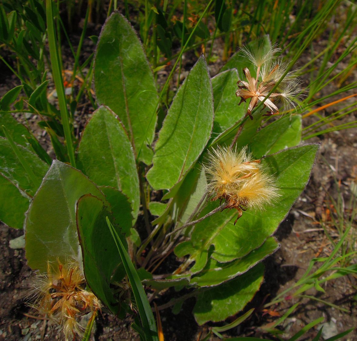 Image of Leibnitzia anandria specimen.