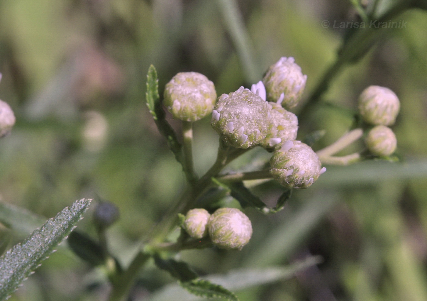 Изображение особи Achillea acuminata.