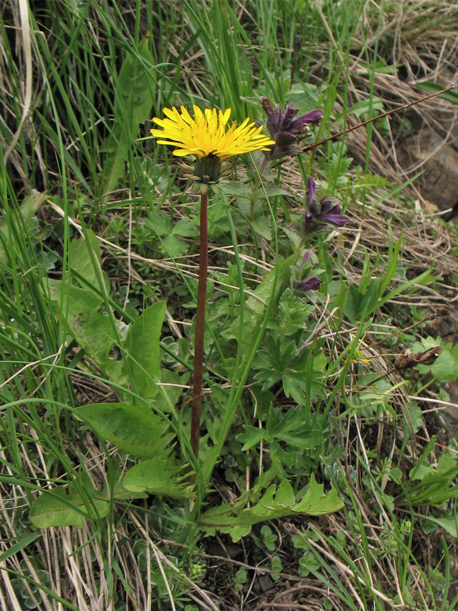 Изображение особи Taraxacum nigricans.