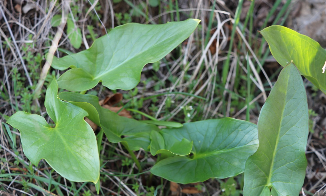 Image of Arum rupicola specimen.