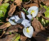 Iridodictyum &times; catharinae