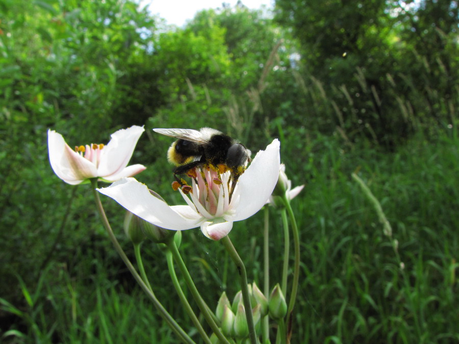 Изображение особи Butomus umbellatus.