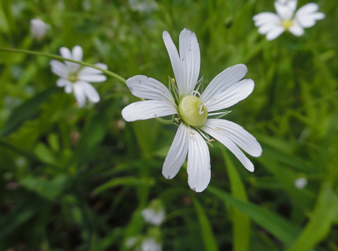 Изображение особи Stellaria holostea.