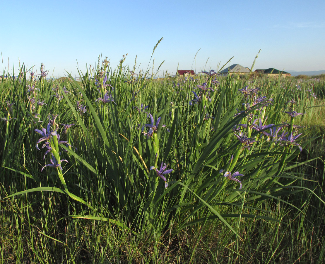 Image of Iris pseudonotha specimen.